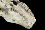 Oreodont (Merycoidodon) Partial Skull - Wyoming #113034-2